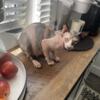 Adult 3 year old calico female Sphynx