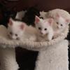 Kittens!  8 Weeks old!