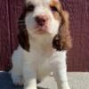 English Springer Spaniel puppies