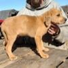 American Leopard Hound puppy- Yellow/Red Spotted