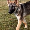 AKC registered Police K9 sired pup