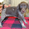 German Shorthaired Pointer female pups