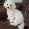 Female Maltipoo for rehoming