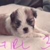 Shih tzu puppies looking for forever homes