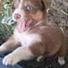 Red tri Female Australian Shepherd