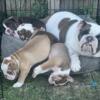 AKC Mini English bulldogs puppies are ready Luka + Karen puppies