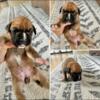 Home Raised AKC Boxer Puppies