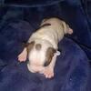 Frenchton Female Puppy