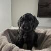 Goldendoodle Puppies