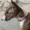 Bull terrier for adoption/sale