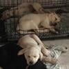 AKC Labrador Retrievers