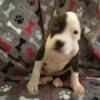 Female Bully black/white