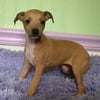 *Petunia* Italian Greyhound red female