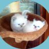 Himalayan Kitten - a pet to cherish