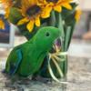 Male Red Sided Eclectus Baby