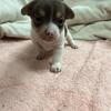 Small Chihuahua / Pomeranian puppies
