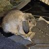 Mini lop bunny 5 month old female