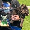 Cocoa fluffy french bulldog STUD ONLY