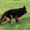 LONG COAT GERMAN SHEPHERDS PUPPIES