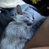Free Cat