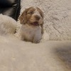 Shih tzu dachshund