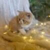 Exotic Shorthair Persian Kittens