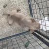 Quality female pup!!!