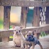 French bulldog