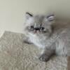 Blue points Persian male kitten