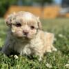 Shih Poo puppies ready to go
