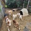 Adorable aussie male pups ready to go