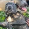 Female canecorso for sale