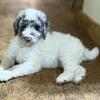 F1b Aussiedoodle