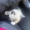 Ragdoll boy super cute txt 980-616-0124
