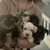 Miniature schnauzer pups 4 Females 1 Male