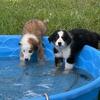 Australian shepherds 