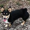 AKC Corgi Puppies