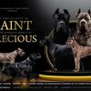 AKC Registered Black Female Cane Corso