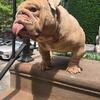 ENGLISH BULLDOG