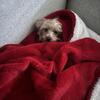 3 year old Male Yorkie