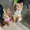 Pomeranian Pups