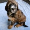 (Sequoia) F2 Standard Bernedoodle female puppy - Available now