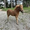 Chicken Nugget Miniature Horse Colt