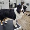 Australian Shepherd FOR STUD NSDR/CKC