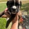 Male Boxer Purebred Pup