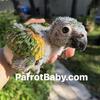 Chaco Blue Fronted amazon baby parrot