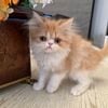 Female Persian kitten