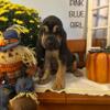 Bloodhound puppies in Monroe City, IN