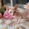 PURE BREED Sphynx from TOP breeder in ILLINOIS