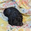 Beautiful Cockapoo Girl! 